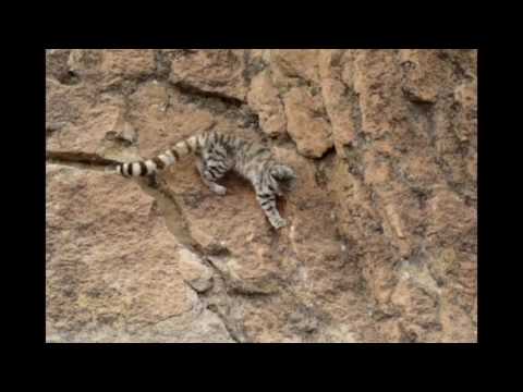 Gato andino (Leopardus jacobita) en la provincia de Jujuy