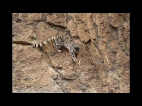 Top 10 Hardcore Videos Of Wild American Cats - 48