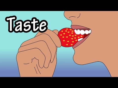 How Does Taste Work - How Do Taste Buds Work - Structure Of The Tongue - Structure Of Taste Buds