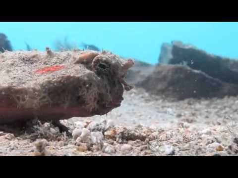 batfish fishing