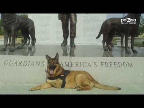 PDSA Dickin Medal for War Hero Dog Lucca