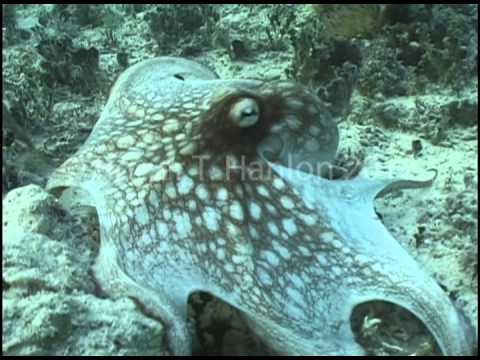 Octopus vulgaris Camouflage Change