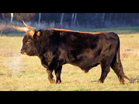 Heck Cattle - The First Time We Tried to Resurrect Aurochs