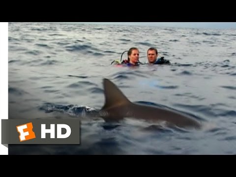 Open Water (4/11) Movie CLIP - Was That a Shark? (2003) HD
