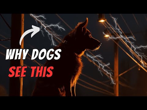 10 Bizarre Things Dogs Can See... But YOU CAN&#039;T!