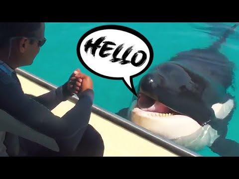 Meet Wikie - The Talking Killer Whale