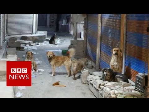 Tracking down India&#039;s killer dogs - BBC News