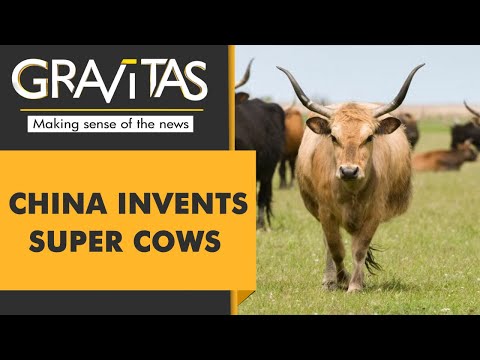 Gravitas: Chinese scientists create 3 &#039;super cows&#039;