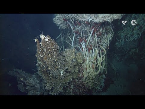 Hydrothermal vents: Explore a bizarre deep ocean habitat