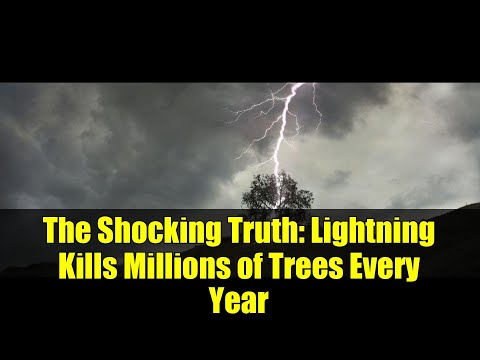 The Shocking Truth: Lightning Kills Millions of Trees Every Year
