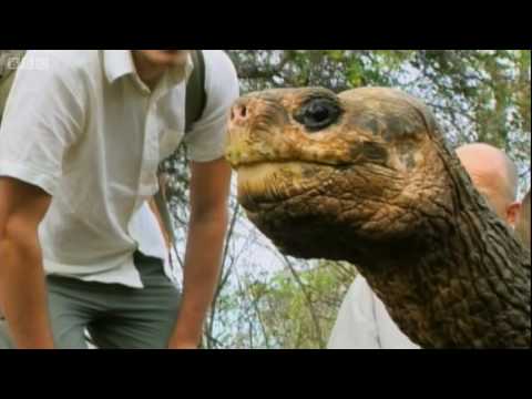 Lonesome George the Galapagos Tortoise - Explore - BBC