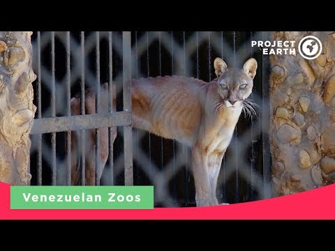 Venezuelan Zoos