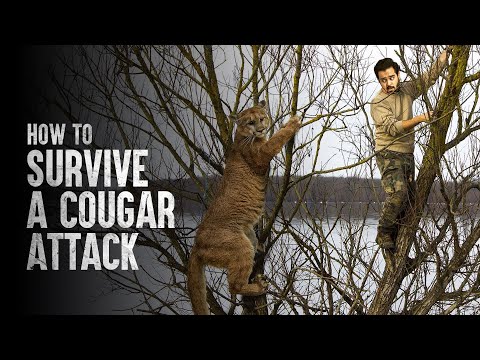 How to Survive a Cougar Attack