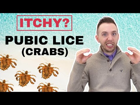 Crabs STD (Pubic Lice) - Symptoms &amp; Treatment Of Pubic Lice