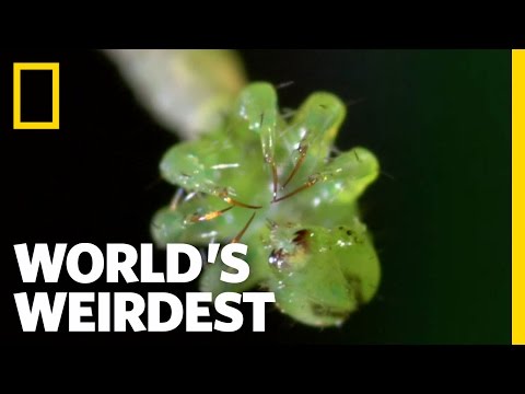 Carnivorous Caterpillars | World&#039;s Weirdest