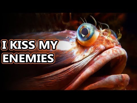Sarcastic Fringehead facts: extreme snogging | Animal Fact Files