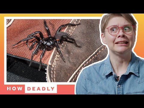 Why you should NEVER touch this Australian spider | How Deadly (Funnel Web)