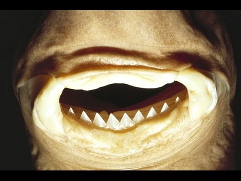 Cookiecutter Shark