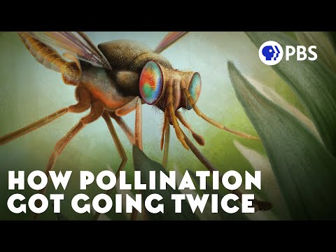 How Pollination Got Going Twice