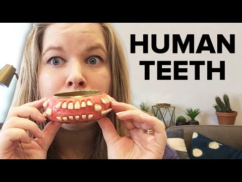 I Bought Human Teeth Jewelry From Etsy