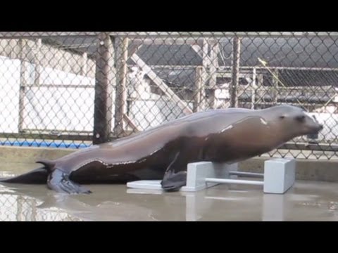 Sea lion dances to &#039;Boogie Wonderland&#039;