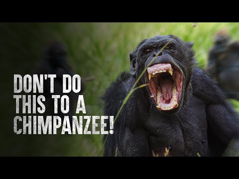 How to Survive a Chimpanzee Attack