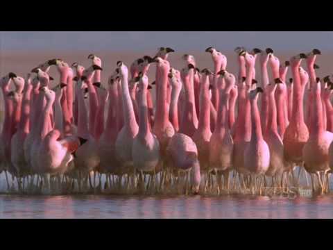 (Hilarious) Andean flamingo mating dance | NATURE | &quot;Andes: The Dragon&#039;s Back&quot;