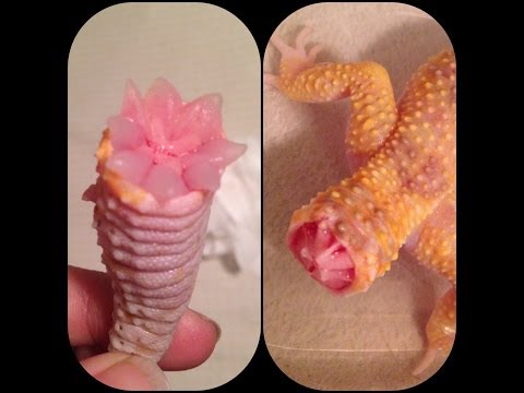 Leopard Gecko Tail Regeneration Time Lapse &quot;Slideshow&quot;