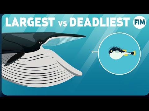 What If a Whale Swallowed a Poisonous Pufferfish? –  – Tetrodotoxin explained