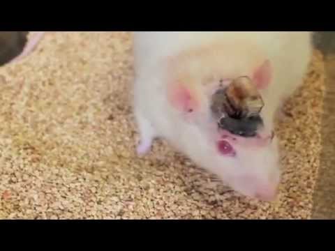 Scientists Control Mouse Brain By Remote Control