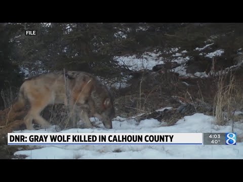 DNR: Gray wolf killed in Calhoun County