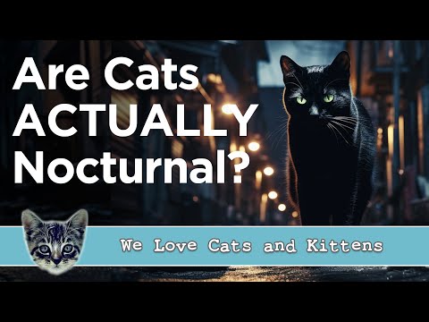 Are Cats Nocturnal? (Or Do They Just Enjoy Midnight Zoomies?)