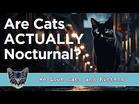 Are Cats Nocturnal? (Or Do They Just Enjoy Midnight Zoomies?)