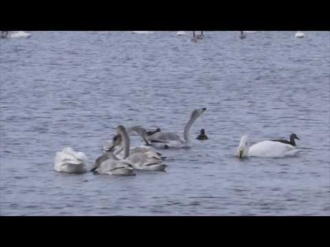 Swan Lake Svetloe - Altai