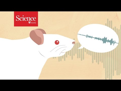 Ticklish rats help pinpoint &#039;tickle center&#039; in the brain