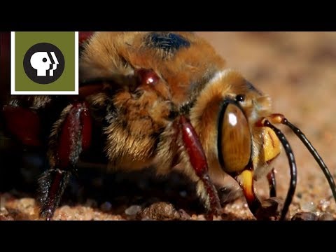 Bee Mating Frenzy Ends in Death