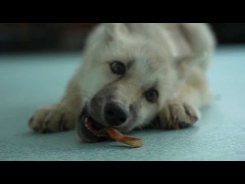 Cloned Arctic wolf named Maya could help preserve endangered animals