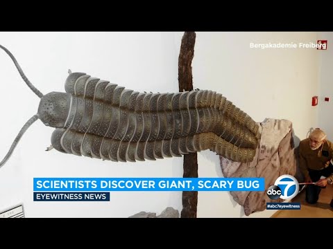 Giant millipede fossil discovered in England reveals &#039;the biggest bug that ever lived&#039; l ABC7