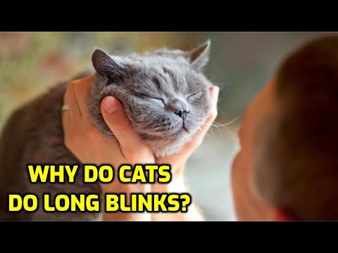 What Does It Mean When A Cat Long Blinks At You?