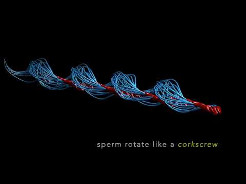 How Human Sperm Really Swim