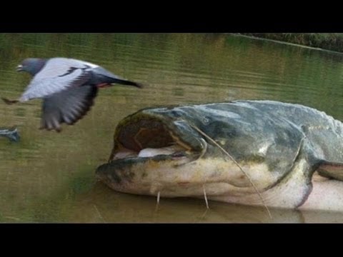 Catfish VS Pigeon New Amazing Footage by Catfishing World