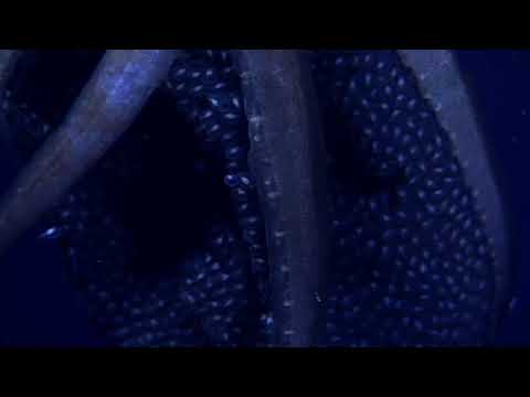 Squid babies - born like STARS!