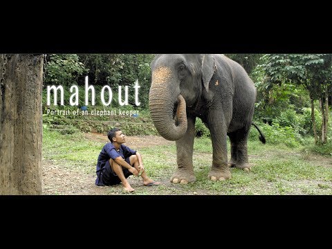 MAHOUT - Portrait of an elephant keeper