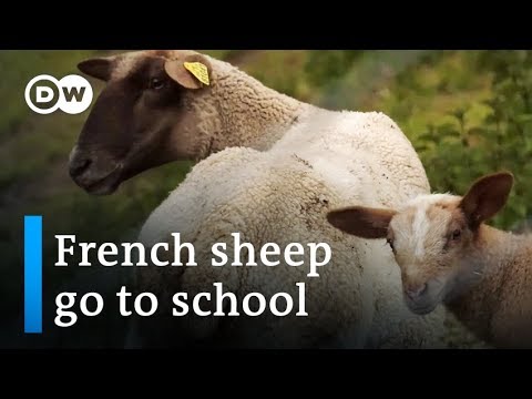 France: Sheep enrolled in elementary school | Focus on Europe