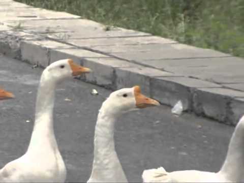 &quot;Geese police&quot; for night security watch