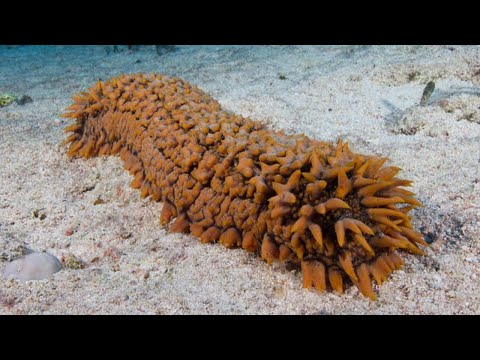 Facts: The Sea Cucumber