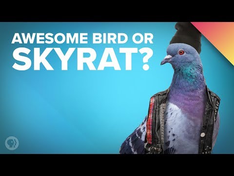 Why Does Everyone Hate Pigeons?
