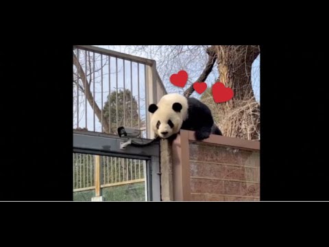 Cute Panda escapes the Zoo!!! 🐼🐼