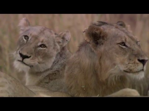 Hippo kills lion in a bloody war