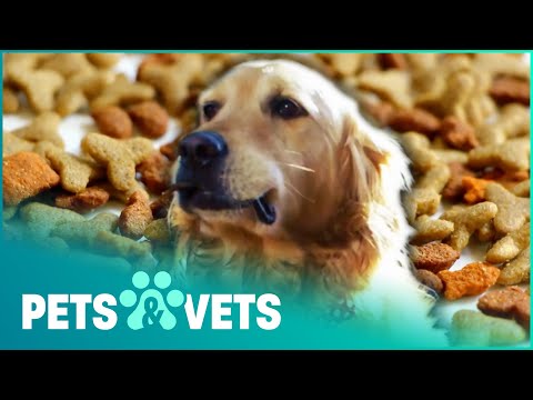What Really Goes In Your Pets Food? | Pet Fooled | Pets &amp; Vets